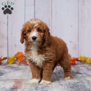 Archie, Mini Goldendoodle Puppy